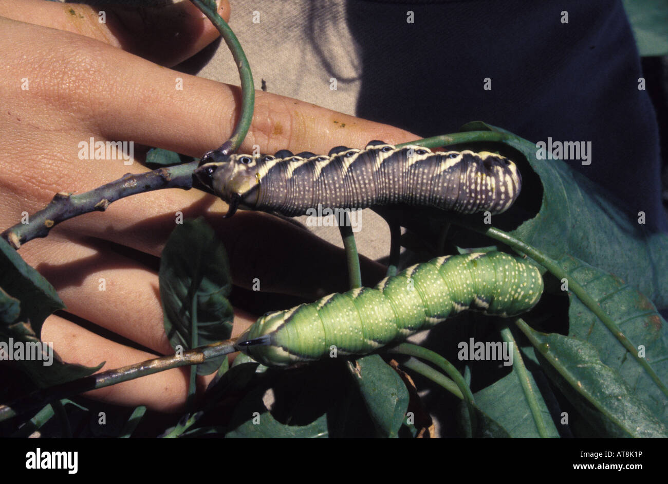 Native Aiea Hawk Raupen in zwei Sorten von Farbe (Manduca Blackburni), ursprünglich gefunden auf allen Inseln gefährdet † Stockfoto