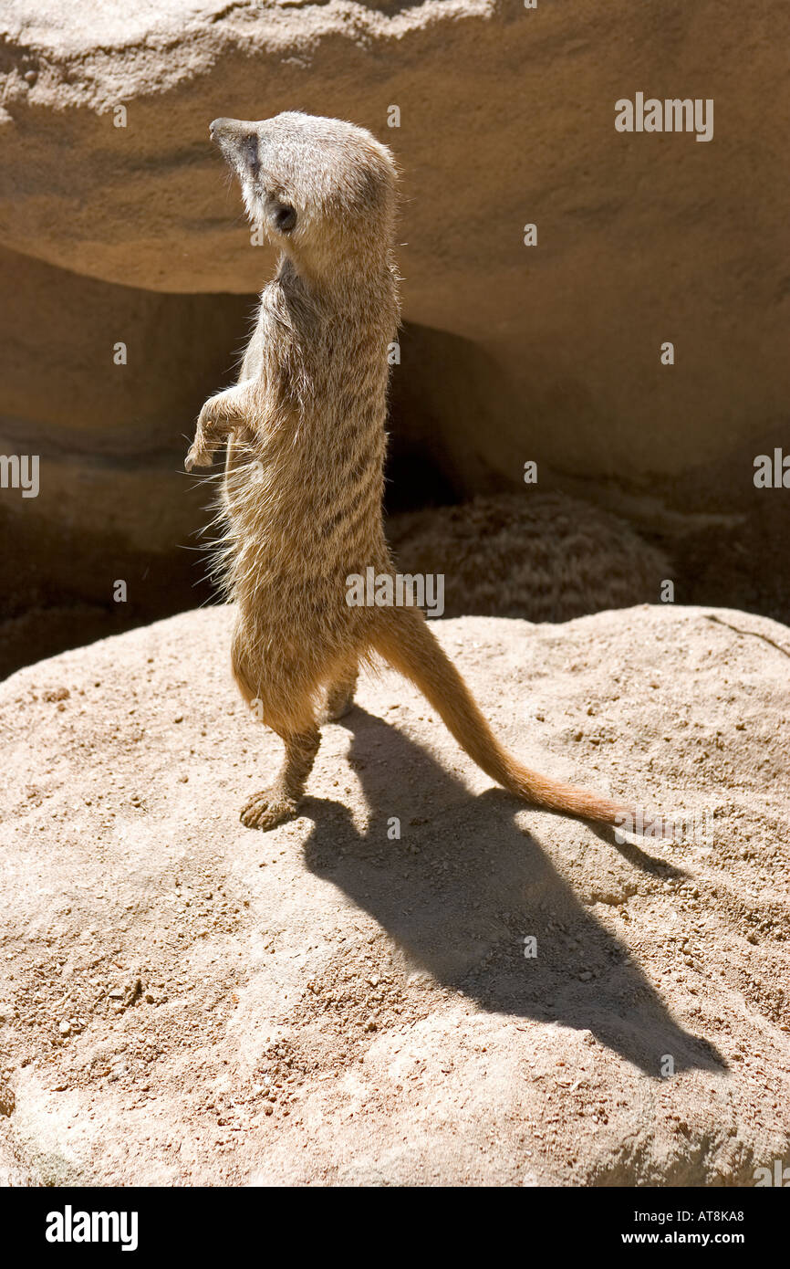 Meercat Adelaide Zoo Adelaide Australien Stockfoto