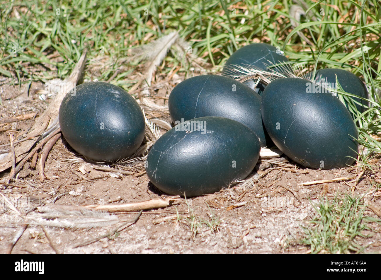Emus Eiern Adelaide Zoo Adelaide Australien Stockfoto
