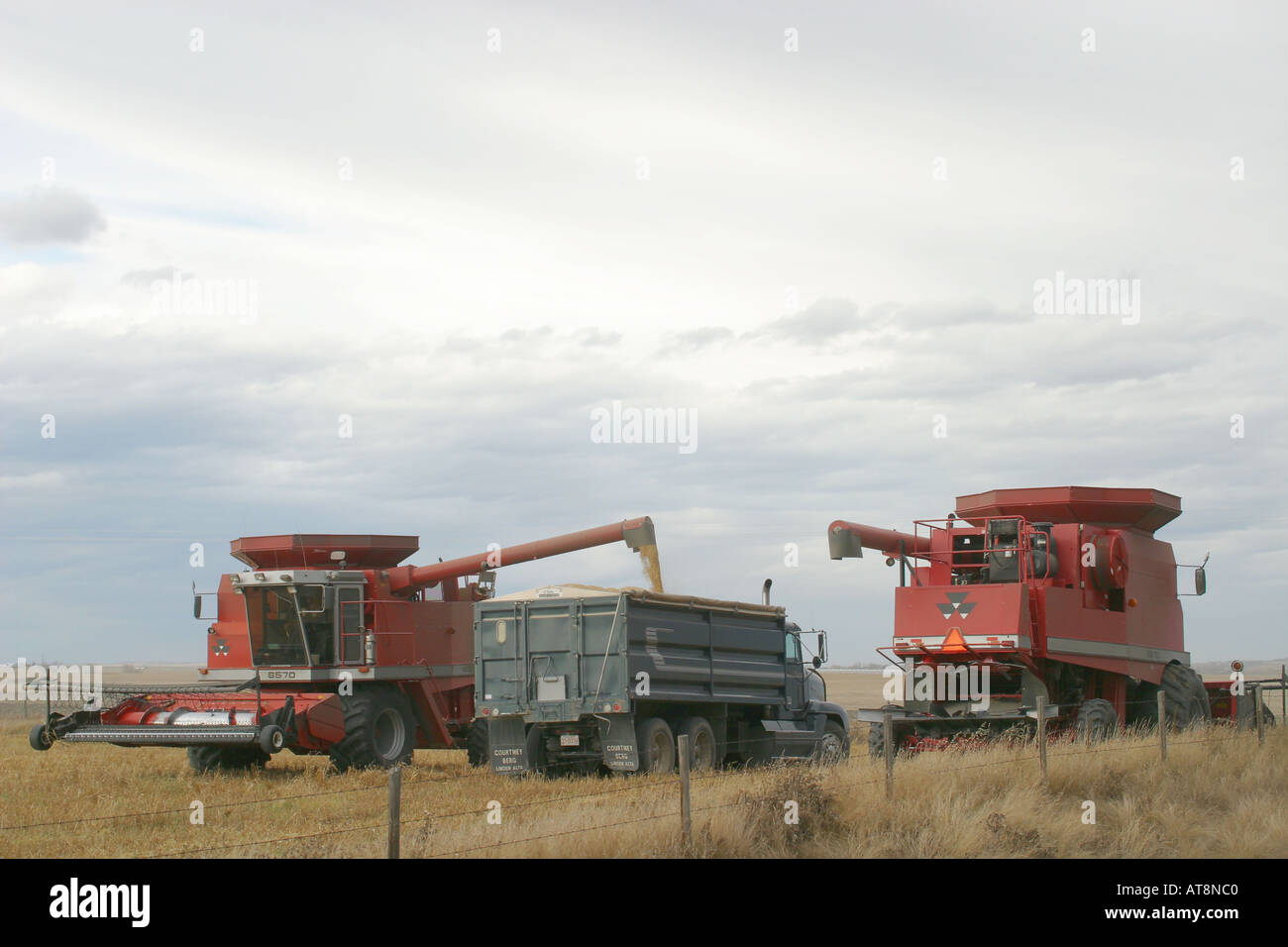 Landwirtschaft-Weizenfeld in Prärie von Alberta, Kanada, Nordamerika. Stockfoto