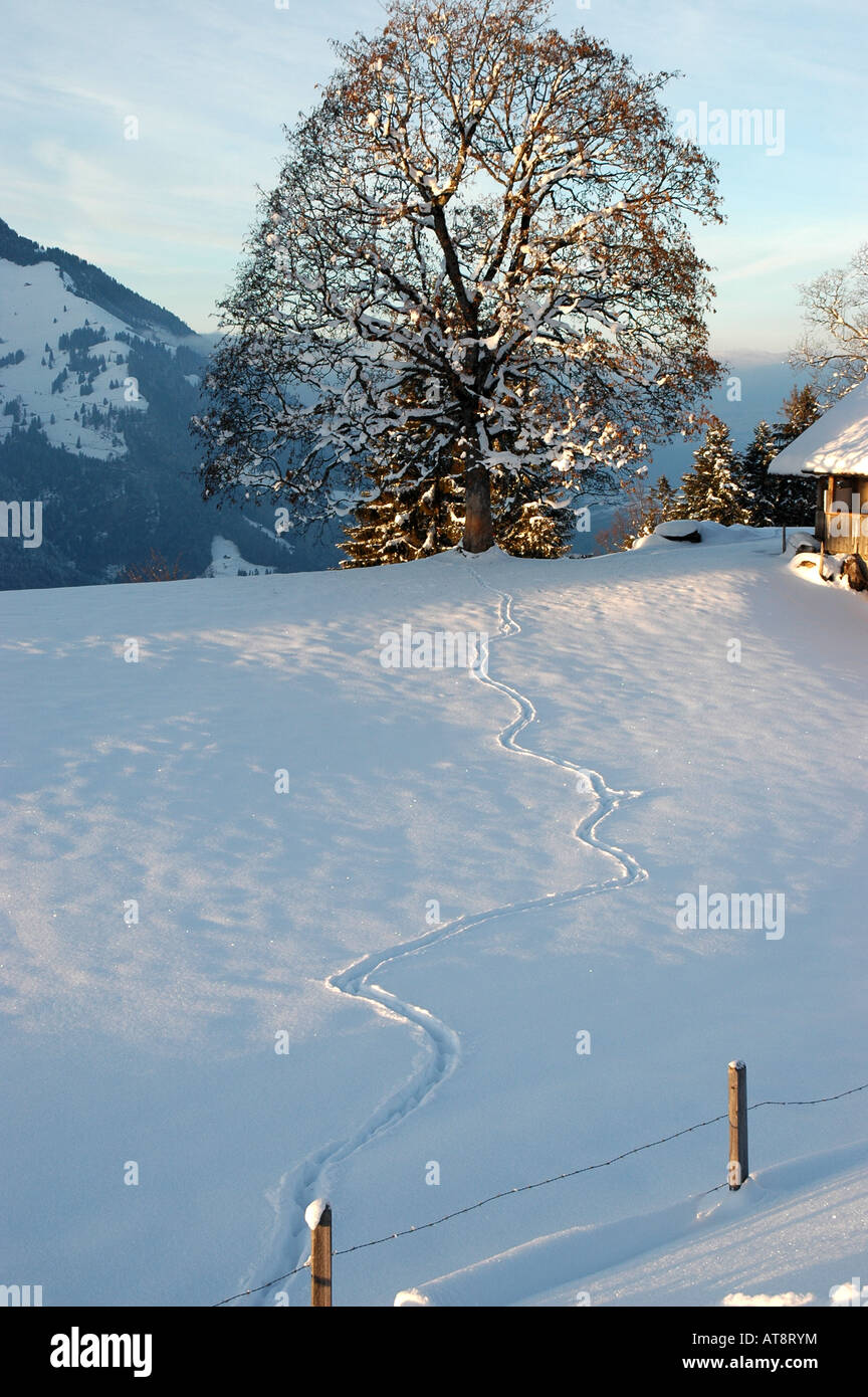 Tierspuren im Schnee und großen Berg Ahorn Baum Gehrihorn Kandertal Berner Alpen der Schweiz Stockfoto