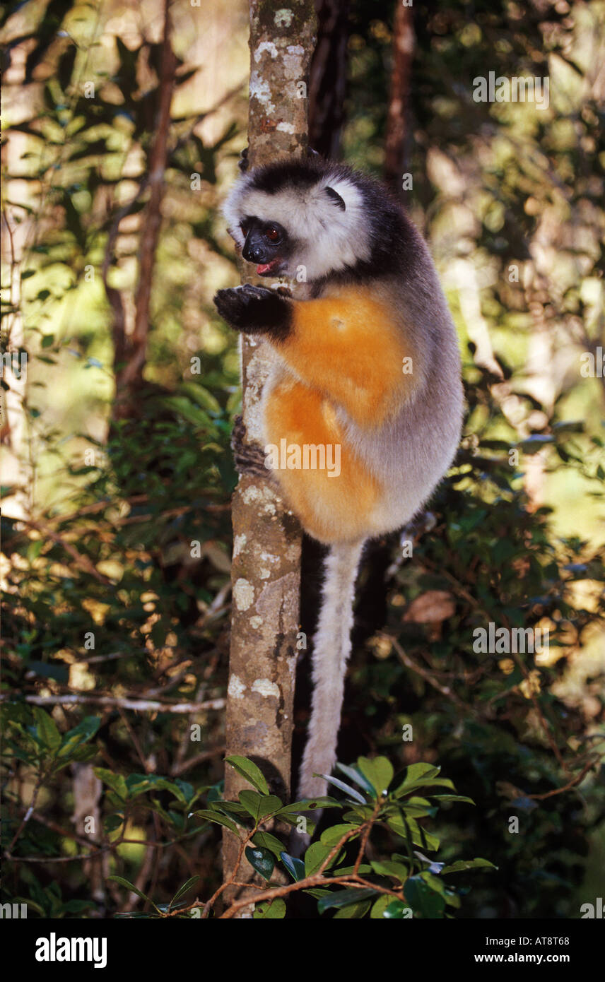Propithecus Diadema gekrönt sifaka Stockfoto