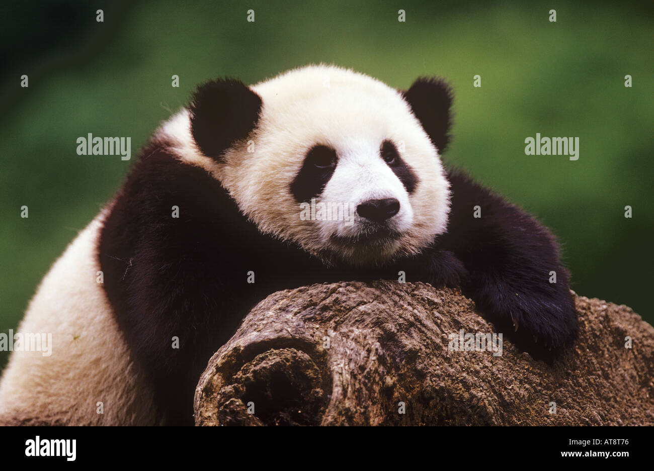 Giant Panda auf Stamm Ailuropoda melanoleuca Stockfotografie - Alamy