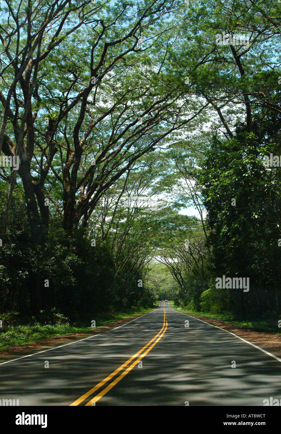 Panoramastraße, Autobahn 132, gesäumt von Bäumen auf dem Weg zum Kaoho, Big Island Stockfoto