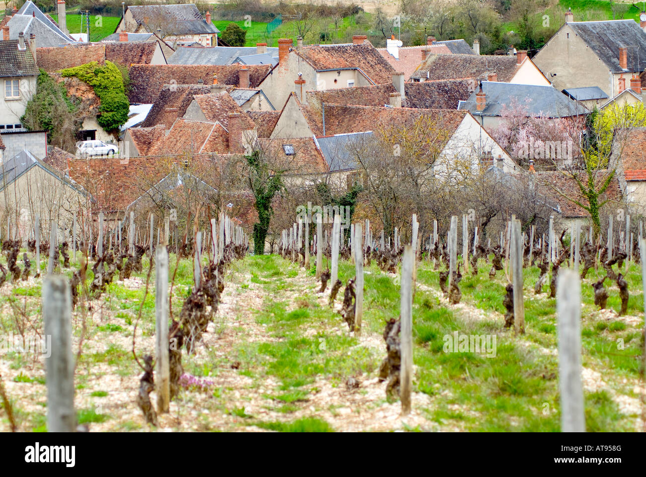 Weinberg in der Nähe von Sancerre und das Dorf Chavignol im Loire-Tal, Frankreich Stockfoto