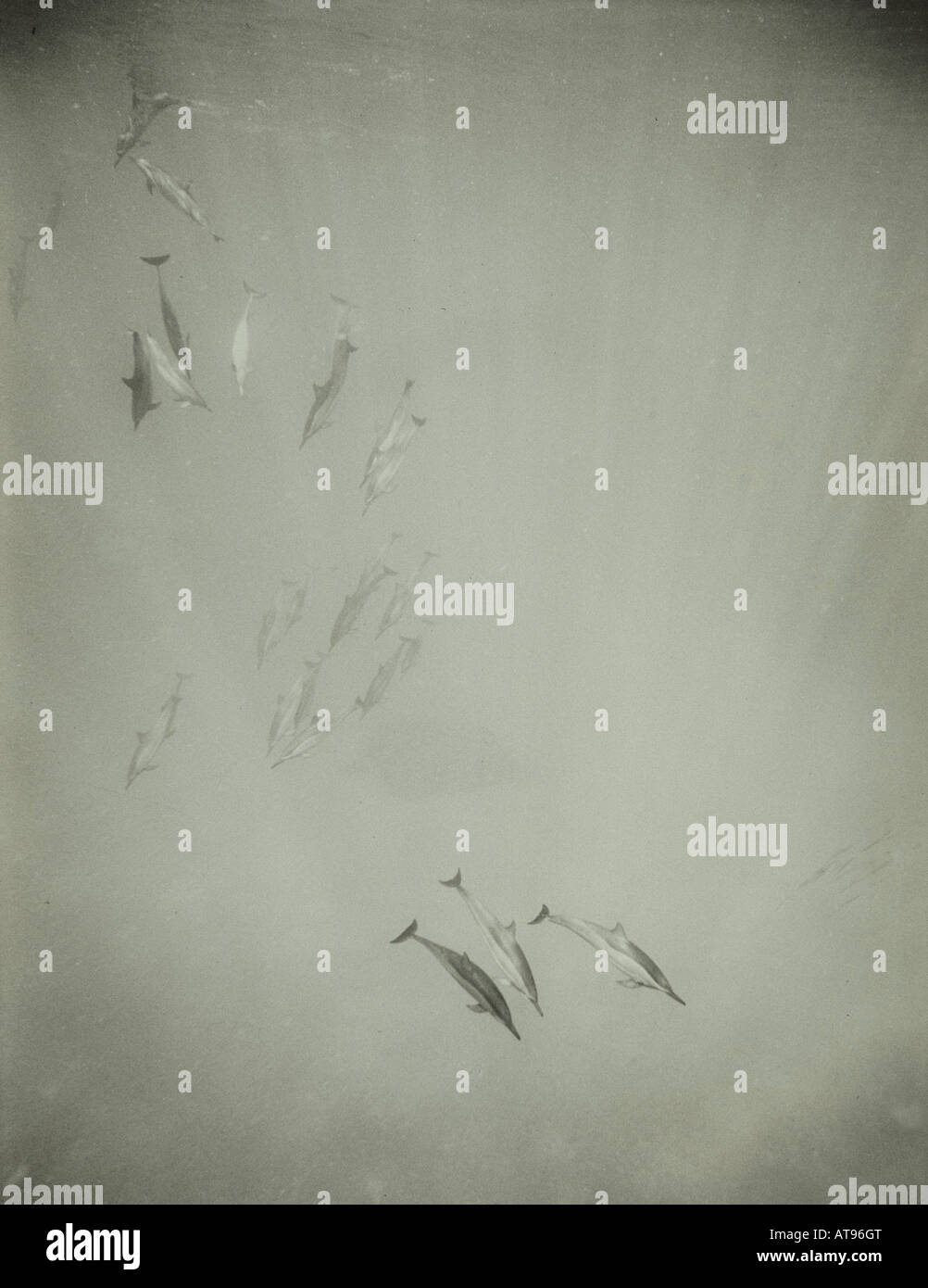 Schwarz / weiß Kunstarbeit von Delphinen in Kealakekua Bay, Big Island Stockfoto