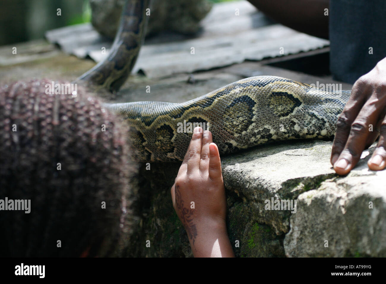 Kind berühren eine afrikanische Rock Python auf Sansibar, Tansania Stockfoto