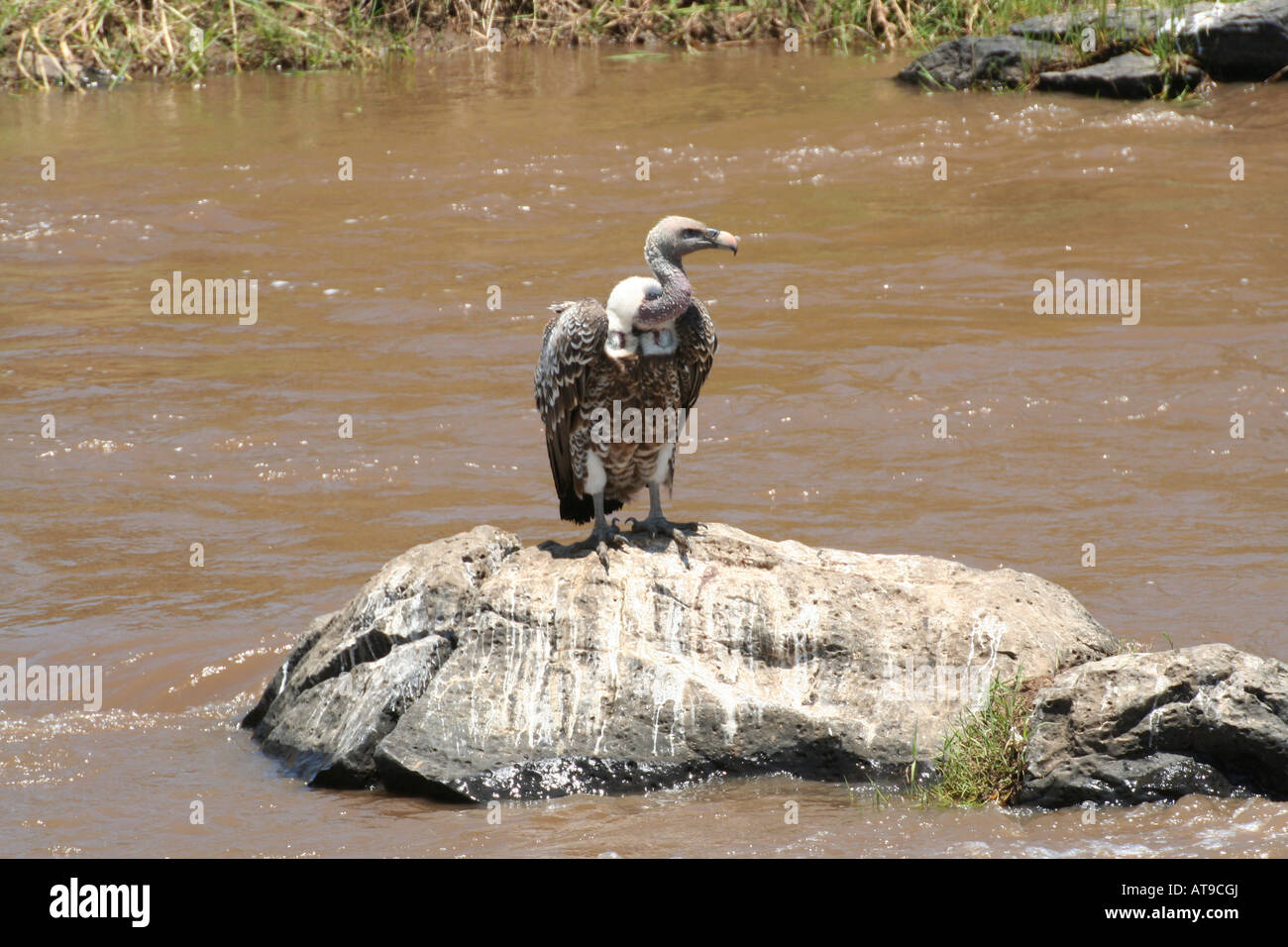 Ruppell der Gänsegeier saß auf einem Felsen, Mara River, Masai Mara Nationalpark, Kenia, Ostafrika Stockfoto