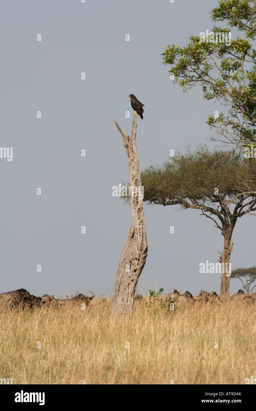 dunkle Morph Augur Buzzard thront auf toten Baumstamm mit Topi unten, Masai Mara Nationalpark, Kenia, Osten, Afrika Stockfoto