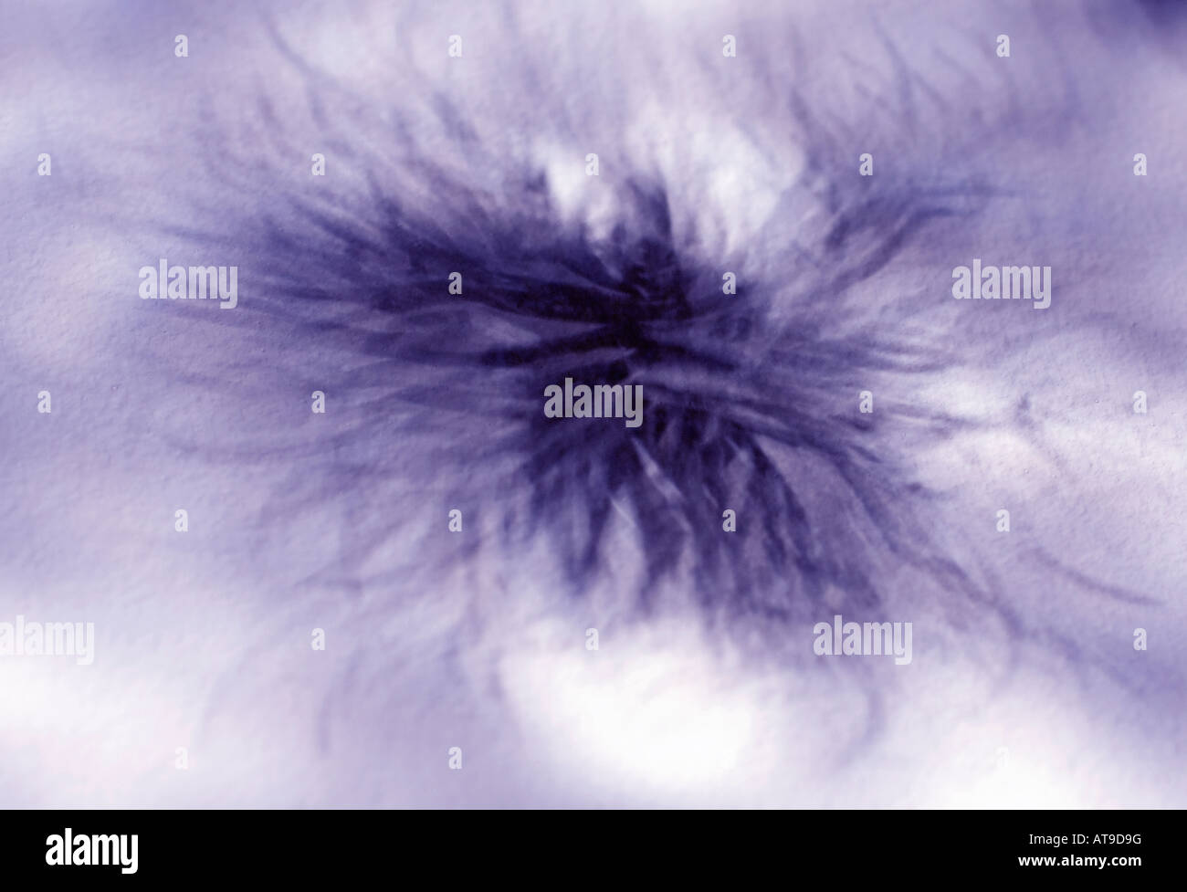 Blau getönte abstraktes Bild von Shadow of Blume Stockfoto