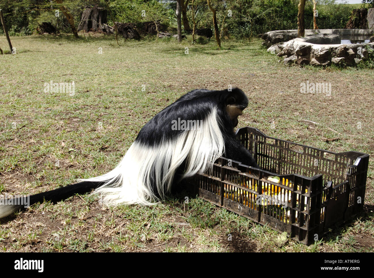 Ein Colobus-Affen isst Obst dafür bei der Born Free Foundation in Lake Naivasha Kenia 23 11 07 angelegt Stockfoto