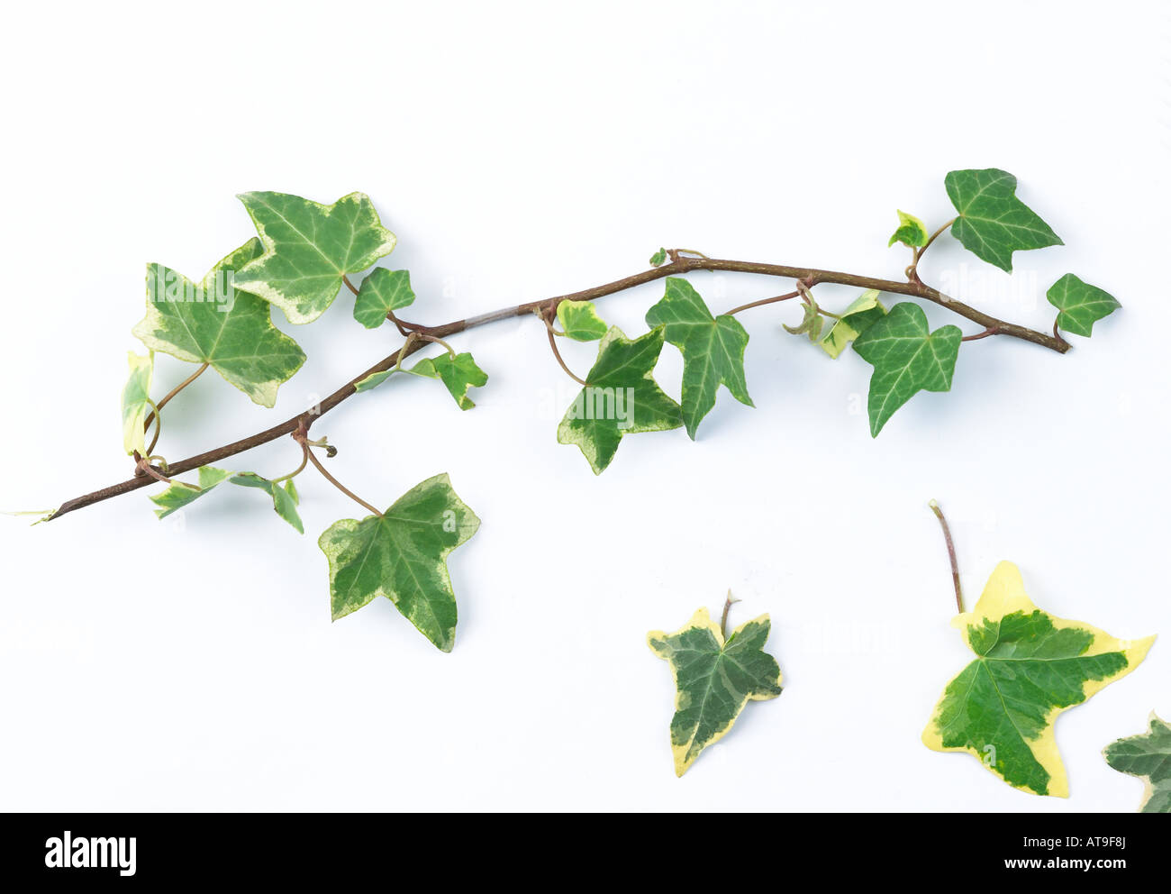 Gift efeu bltter Ausgeschnittene Stockfotos und -bilder - Alamy