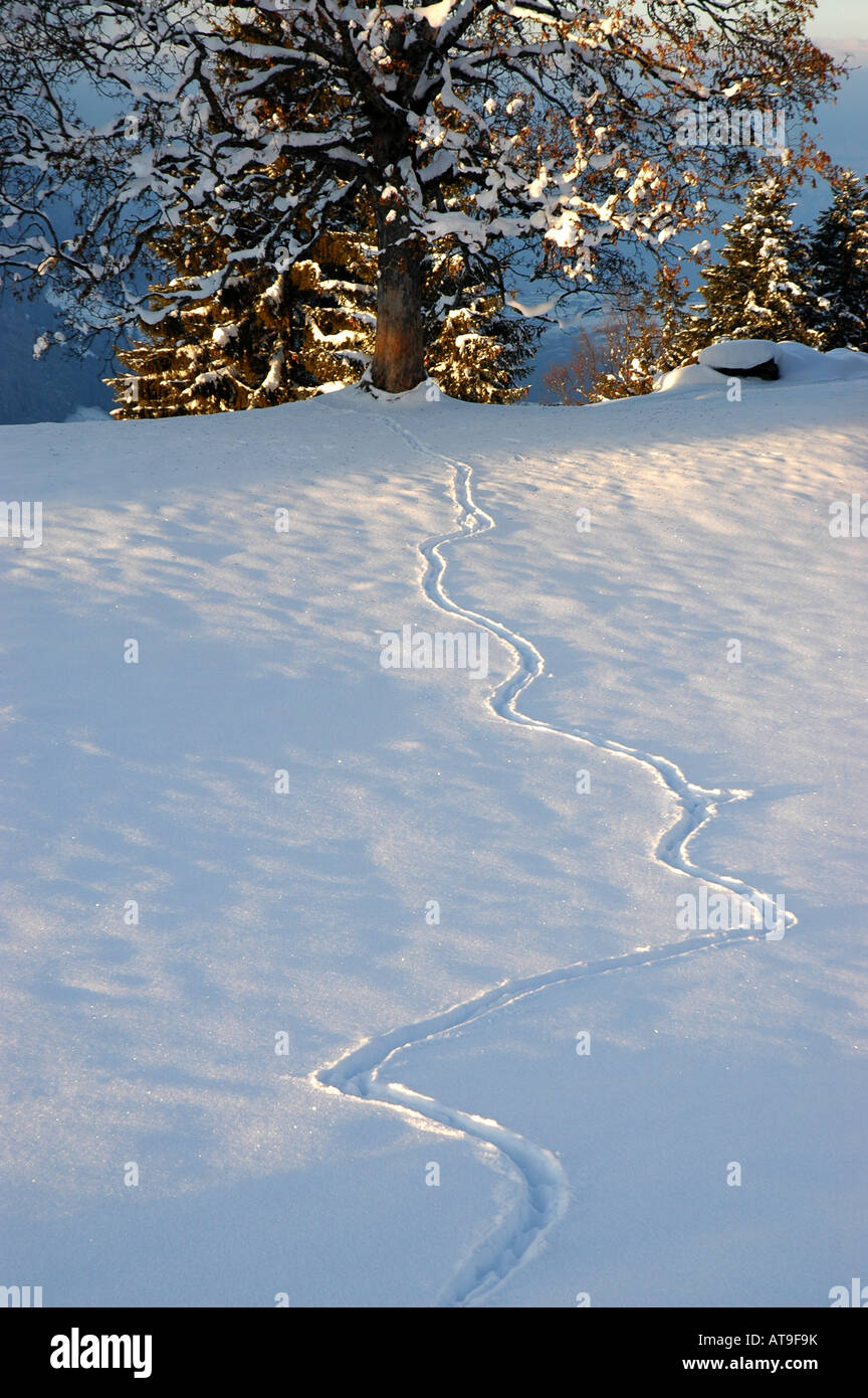 Tierspuren im Schnee am Gehrihorn über Kandertal Berner Alpen der Schweiz Stockfoto