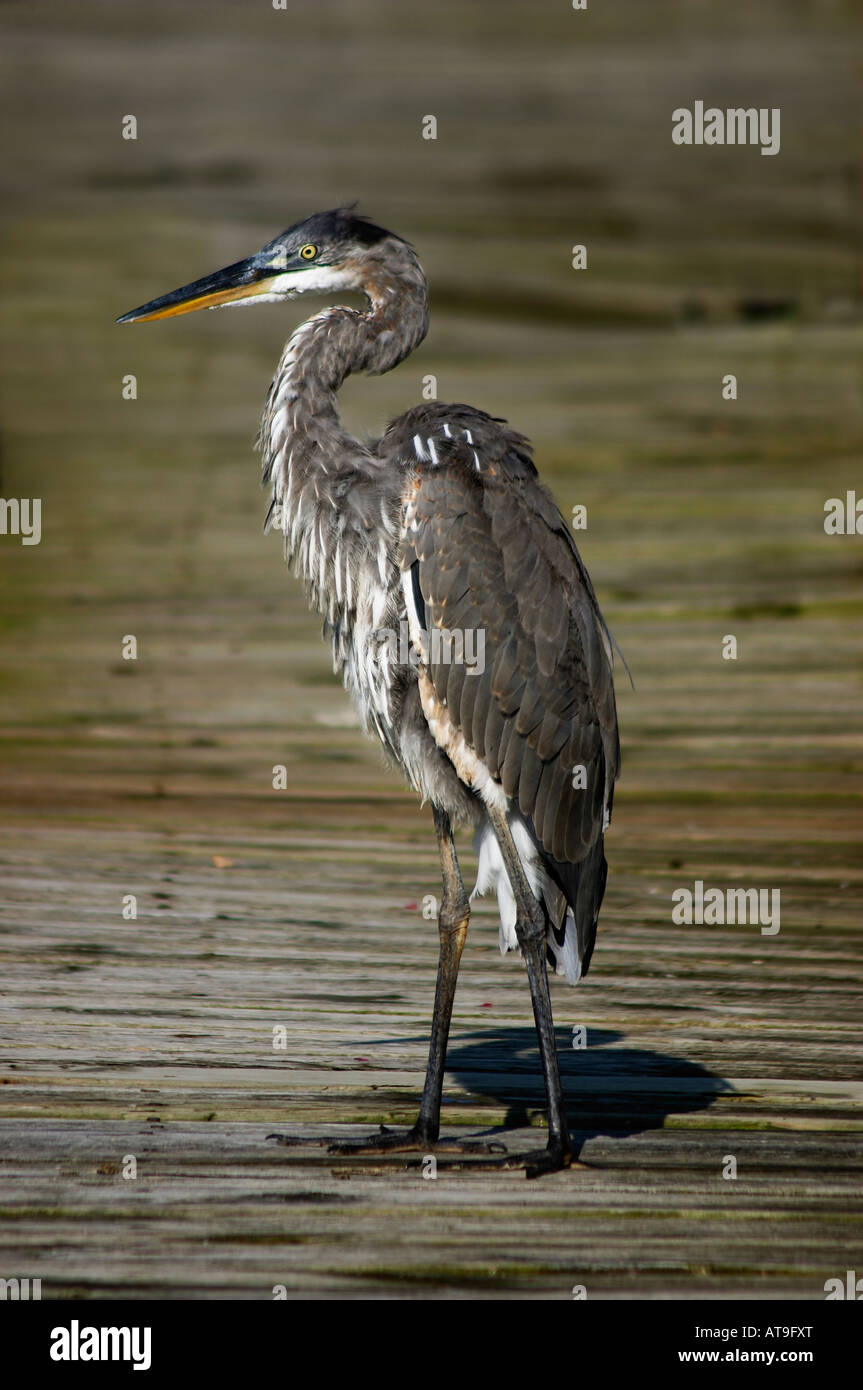 Eine unreife Great Blue Heron Stockfoto