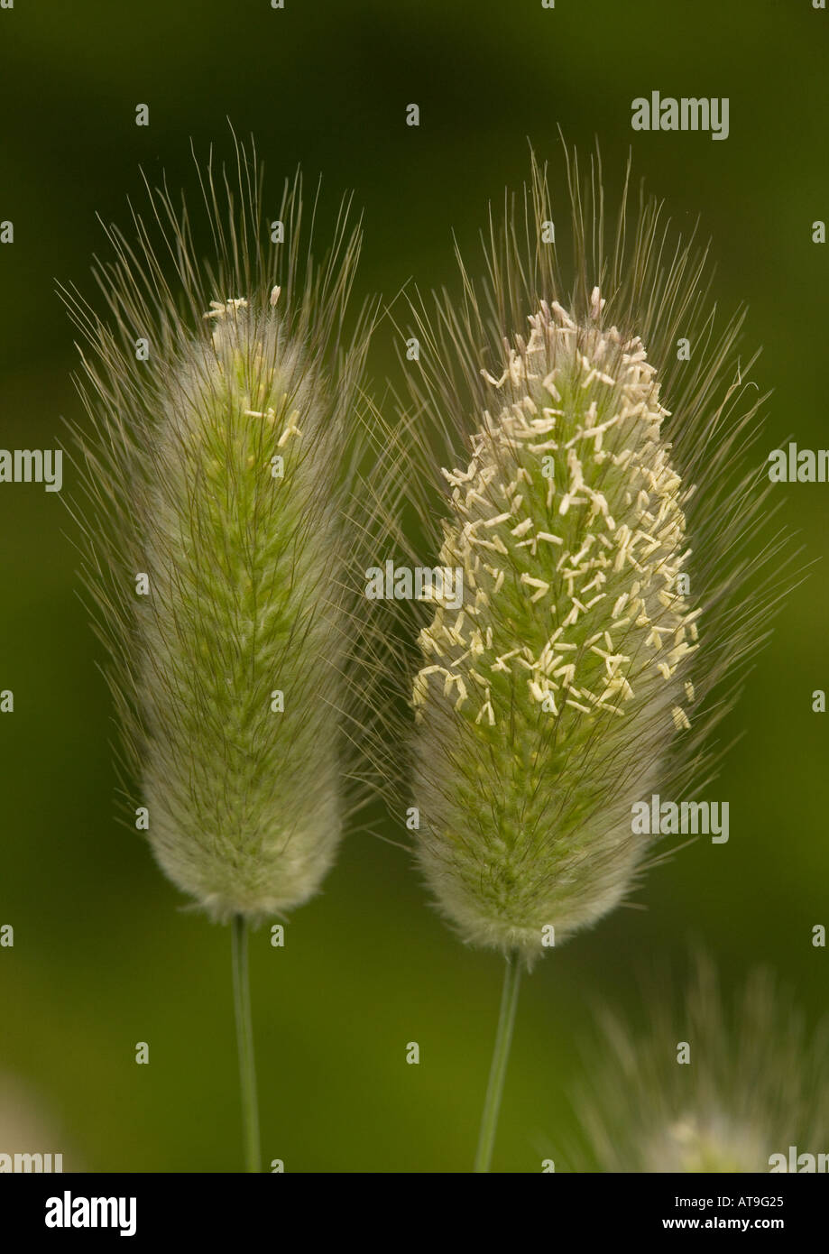 Hares Schweif. Seltene Rasen auf Küstenstandorte Lagurus ovatus Stockfoto