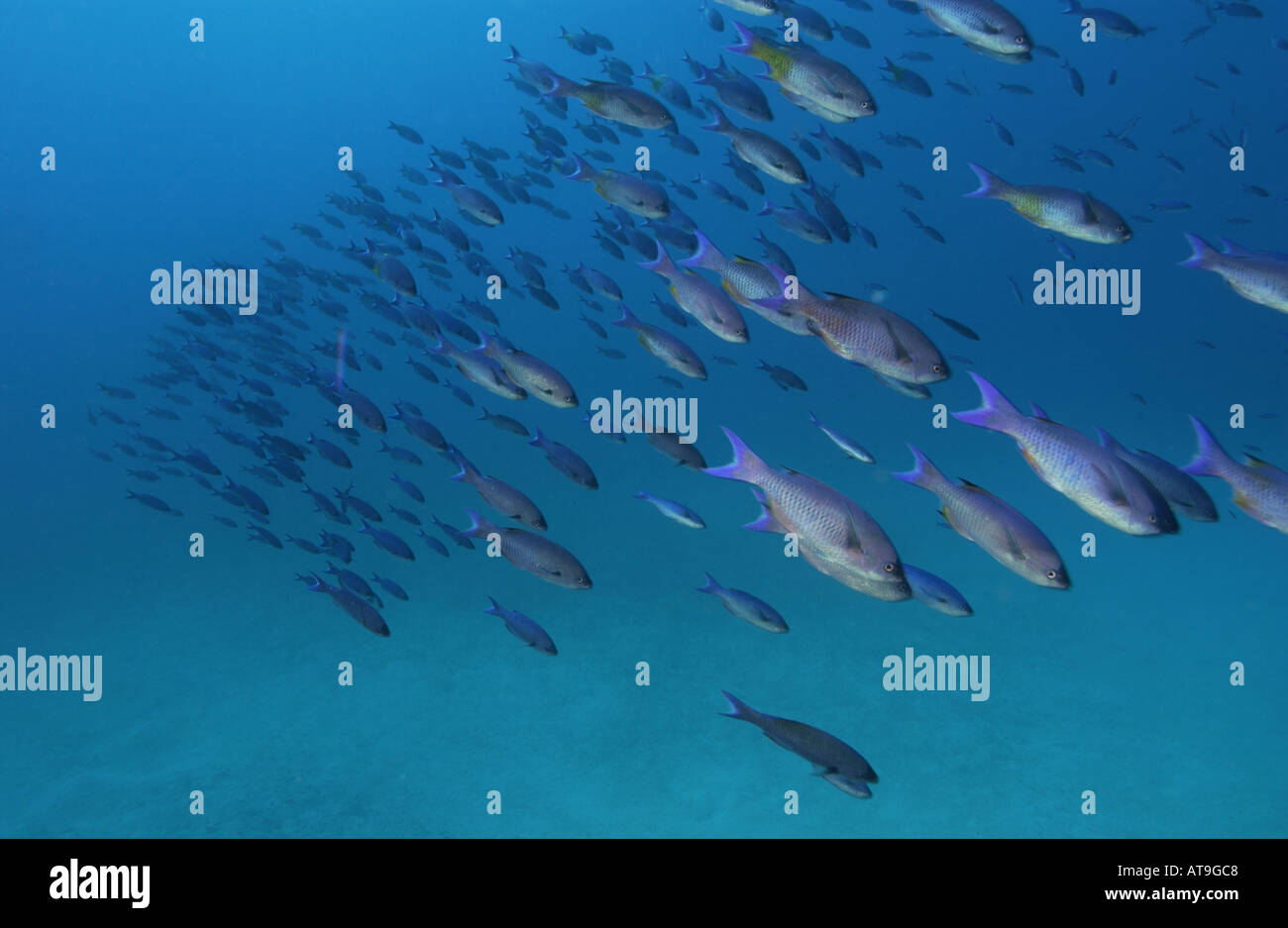 Schoolng Fische in der Nähe von Haifütterung Tauchplatz in der Nähe von Bimini-Bahamas-Inseln Stockfoto