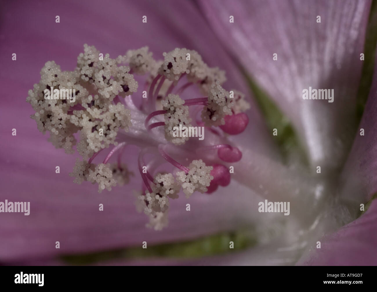Moschusmalve Blume (Malva Moschata) Spalte der Staubbeutel mit Pollen, Nahaufnahme Stockfoto