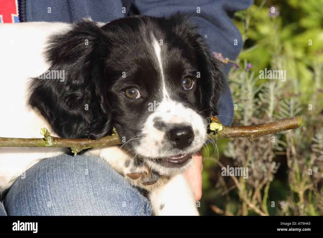 8 Wochen alten Springer Spaniel Welpe Hund Kauen einen Stock Stockfoto
