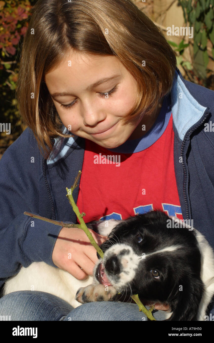 Junges Mädchen mit English Springer Spaniel Welpe Hund im Alter von 8 Wochen Stockfoto