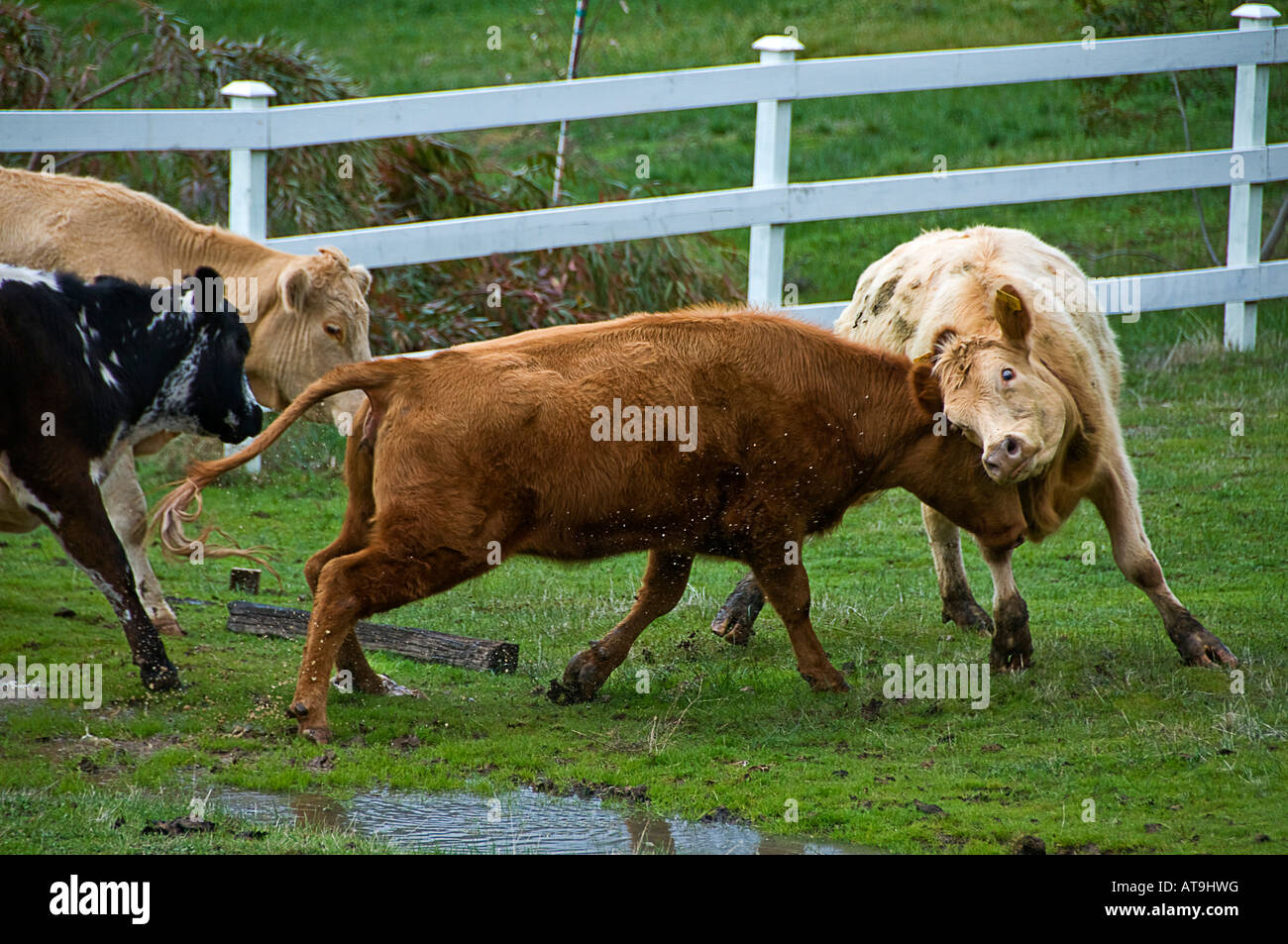 Zwei Rinder Butting Köpfe Stockfoto