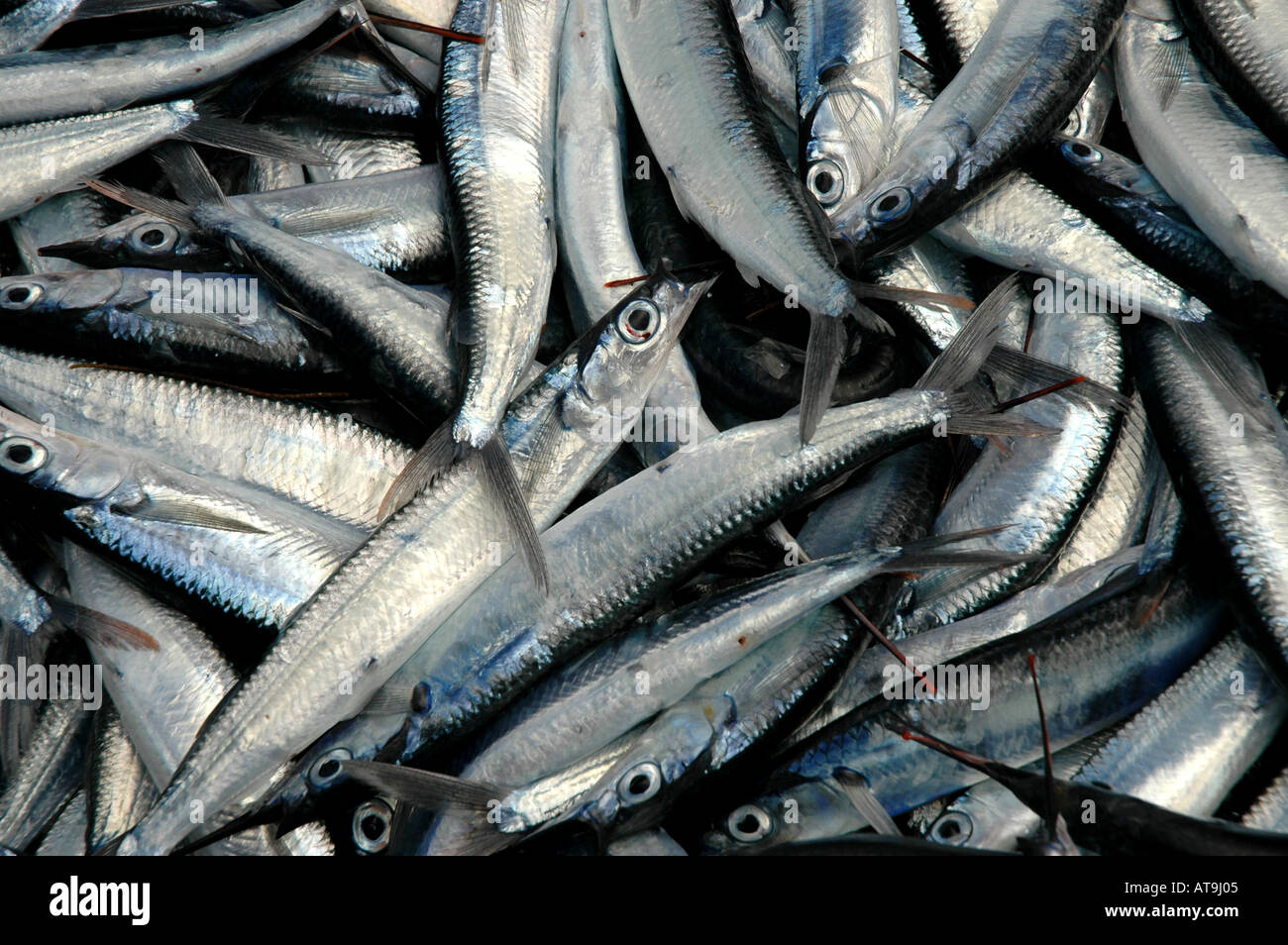 Karibische fliegende Fische im lokalen Markt angezeigt Stockfoto