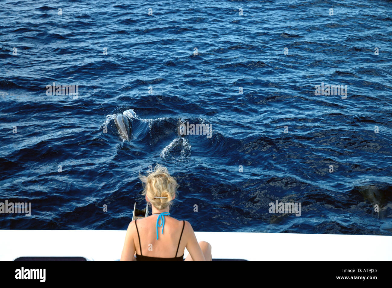 Dominica Frau Uhren Spinner Delphin vor Boot Walbeobachtungen karibischen Tierwelt Republik von dominica Stockfoto