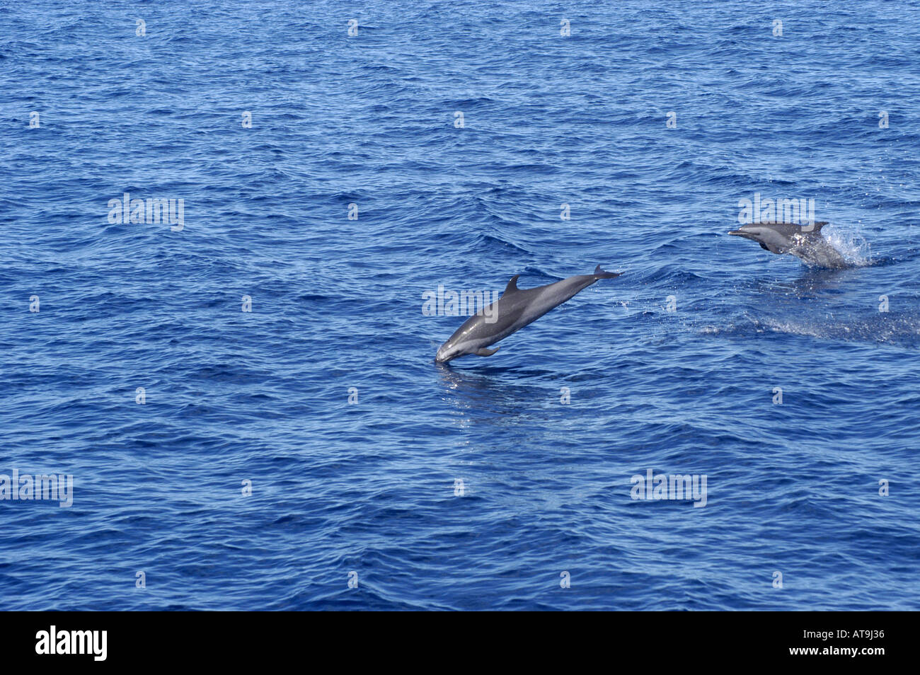 Dominica-Spinner-Delfine springen Wale beobachten karibischen Tierwelt Republik dominica Stockfoto