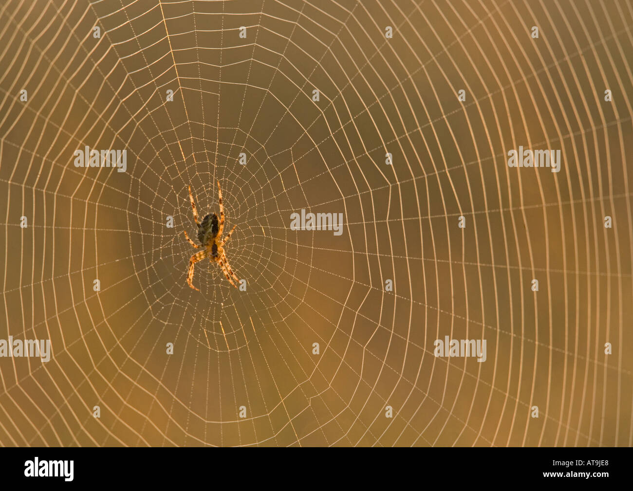 Weibliche Gartenkreuzspinne (Araneus Diadematus) Orb Web, am frühen Morgen. Stockfoto