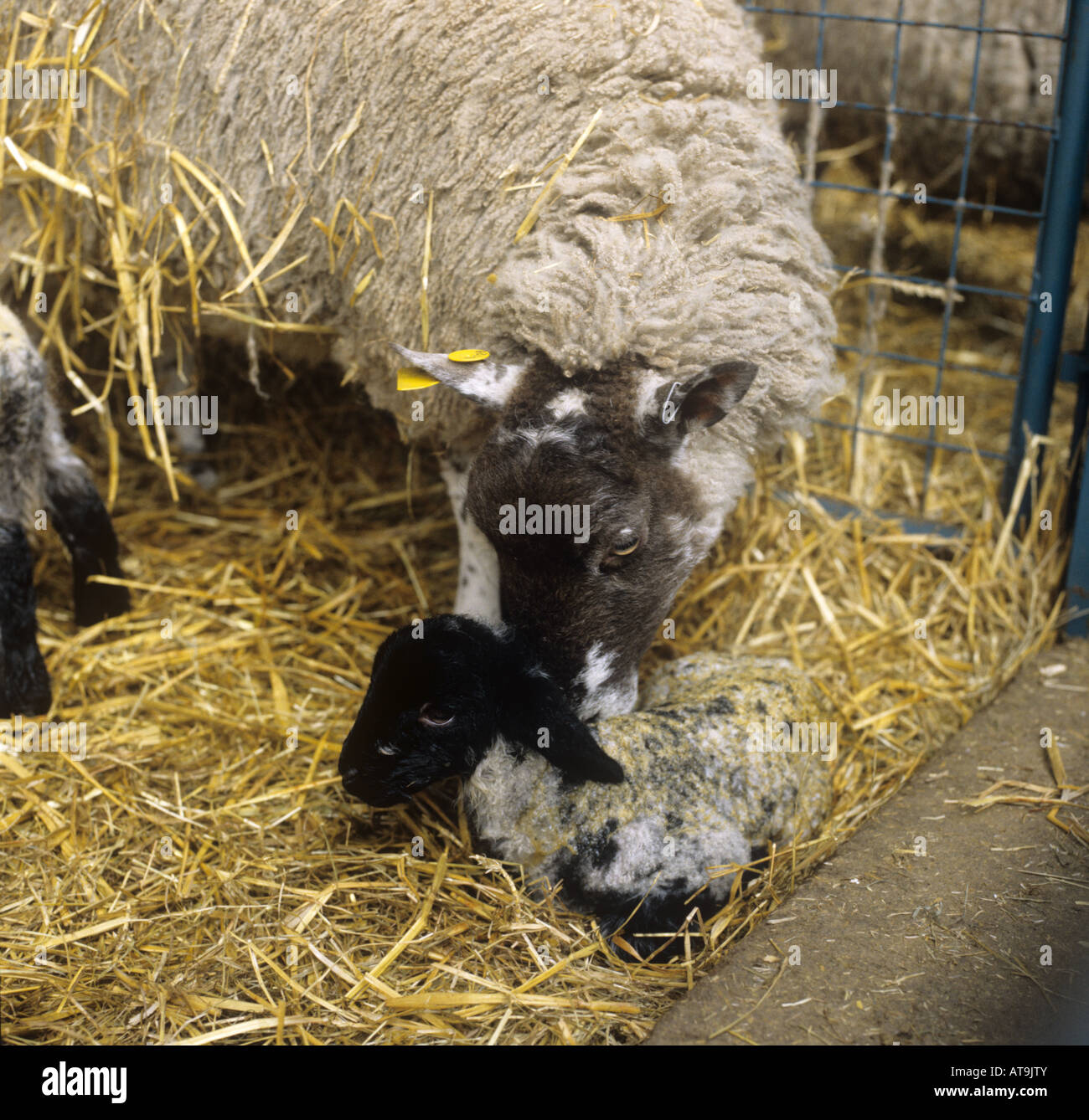 North Country Maultier Ewe Reinigung ihrer Neugeborenen Suffolk cross Lamm Herefordshire Stockfoto
