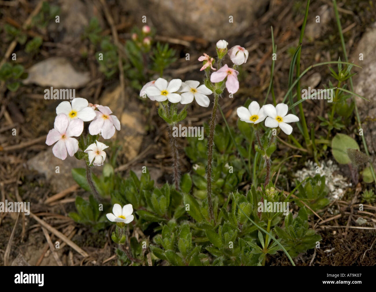 Jasmin ciliate Rock-Tatra-Gebirge Stockfoto