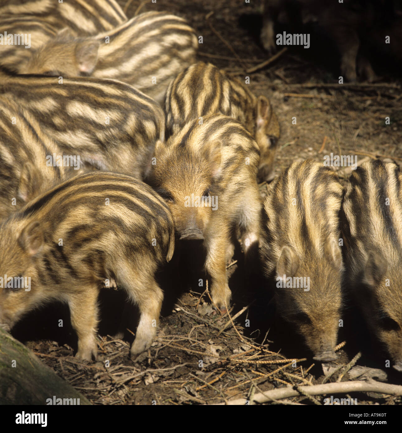 Wildschwein-Ferkel sammeln gemeinsam im gefleckten Wald Schatten Devon Stockfoto