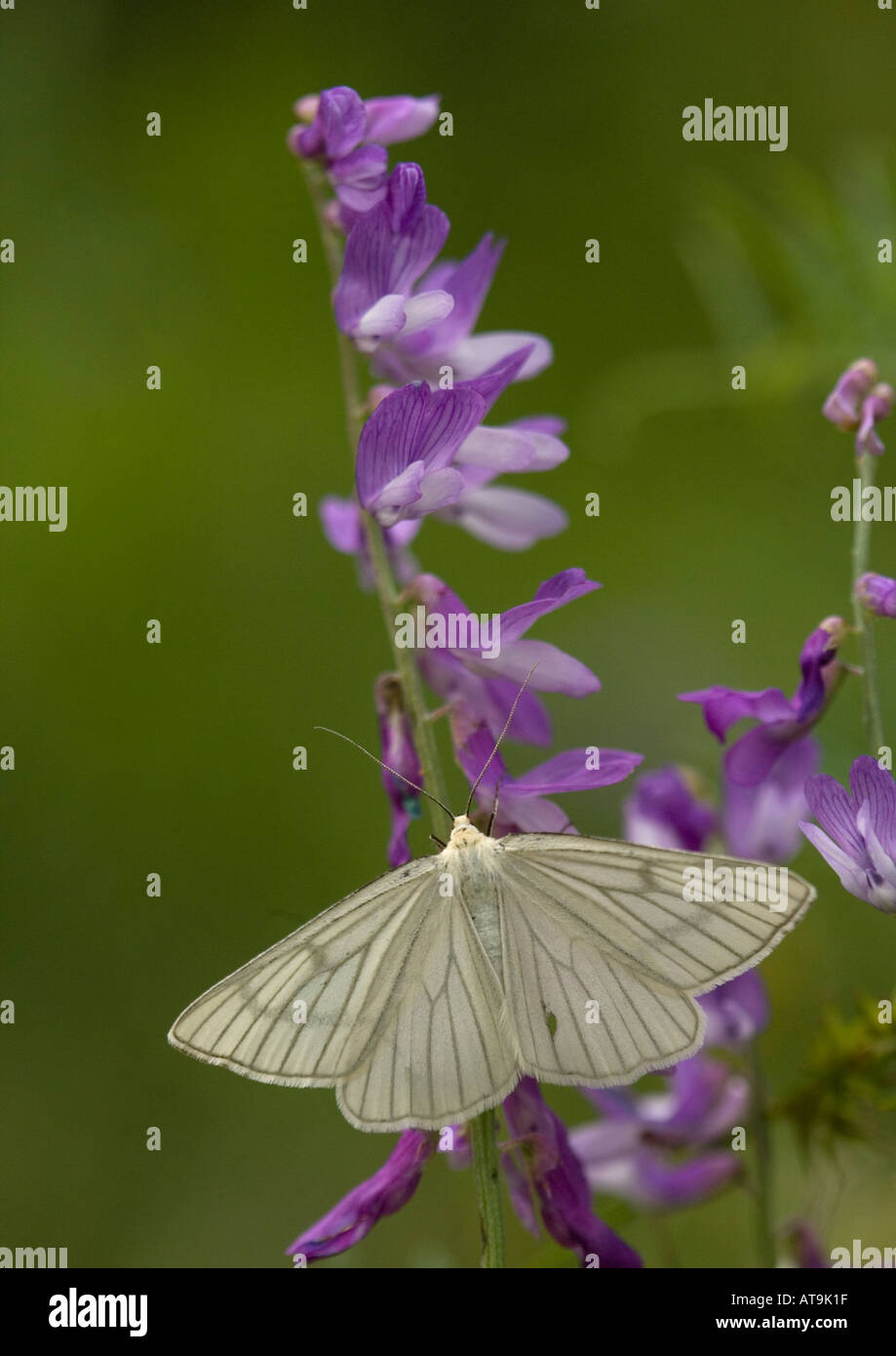 Schwarz geädert Motte sehr selten in UK. Siona lineata Stockfoto