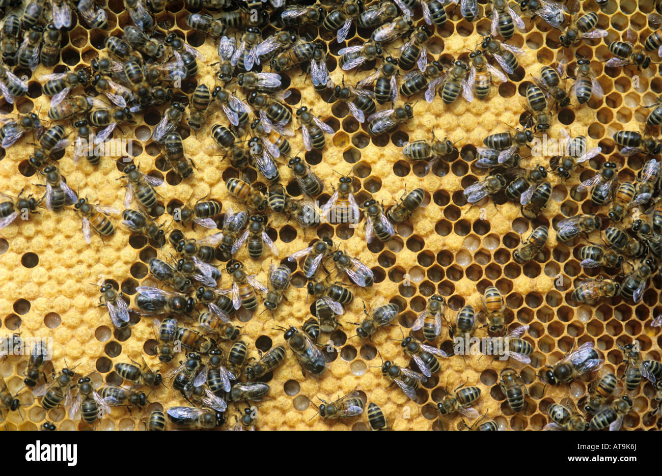 Arbeiter Honig Bienen Apis Mellifera auf Brutzellen im Bienenstock Stockfoto