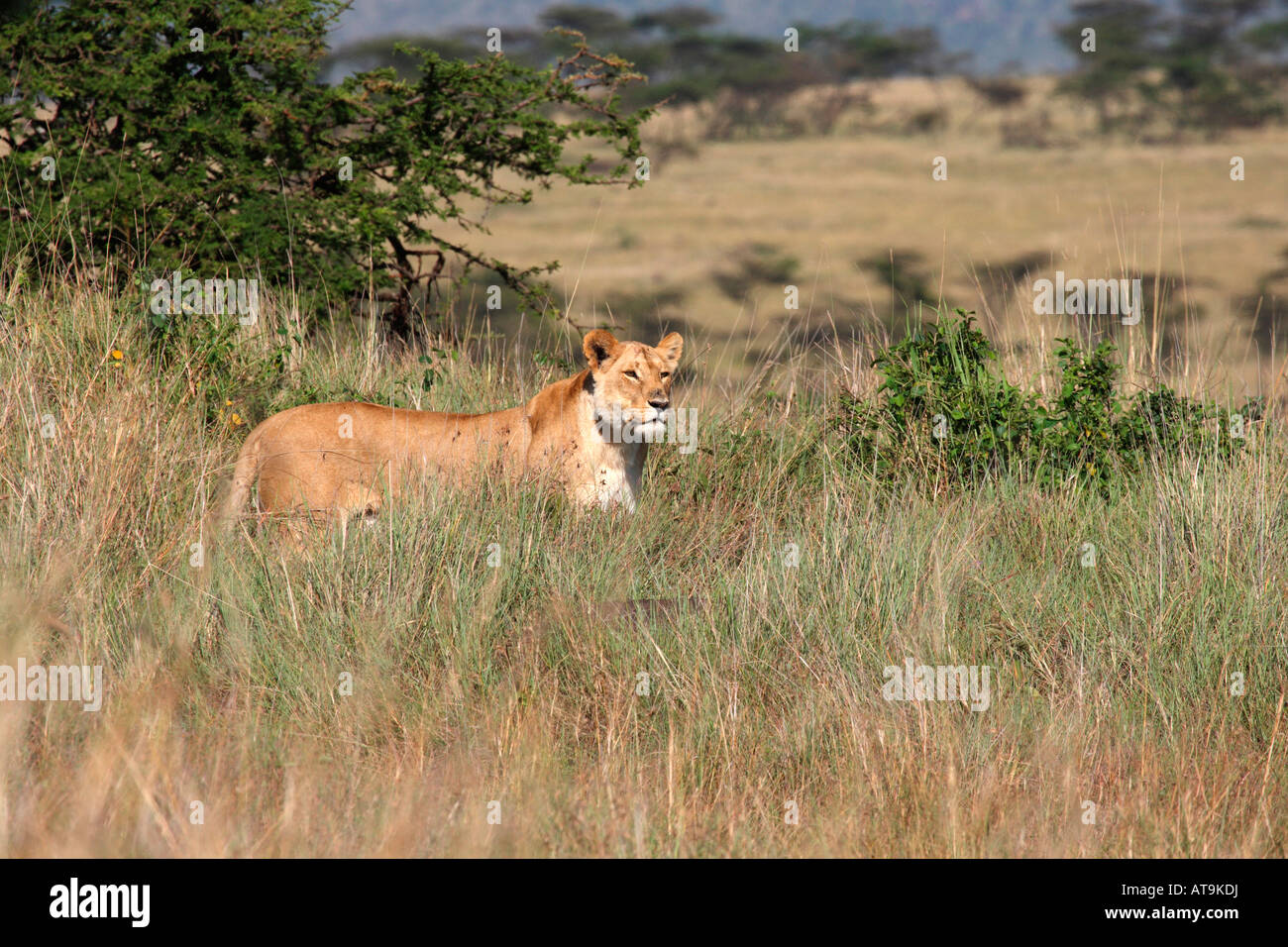 Löwin Panthera Leo stehend beobachtete Masai Mara. Stockfoto