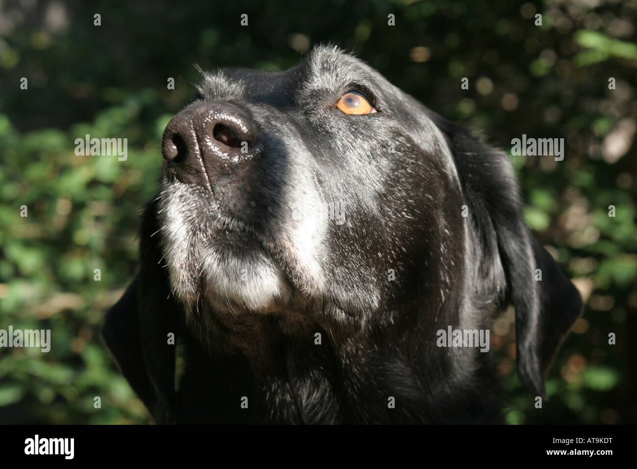 Labrador Retriever ist eine von mehreren Arten der Retriever und die beliebteste Hunderasse der Welt durch eingetragenes Eigentum Stockfoto