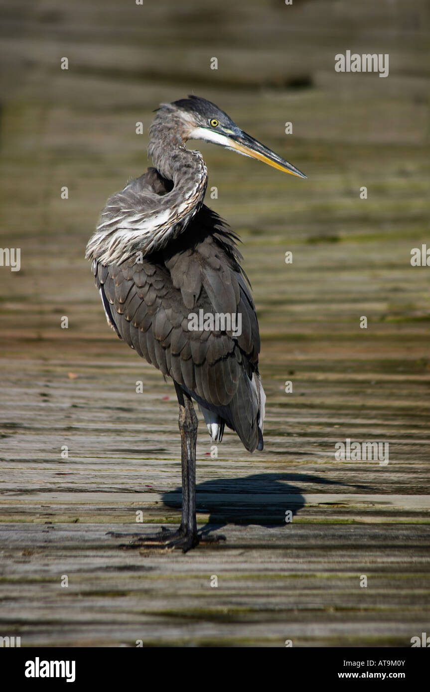 Eine unreife Great Blue Heron Stockfoto