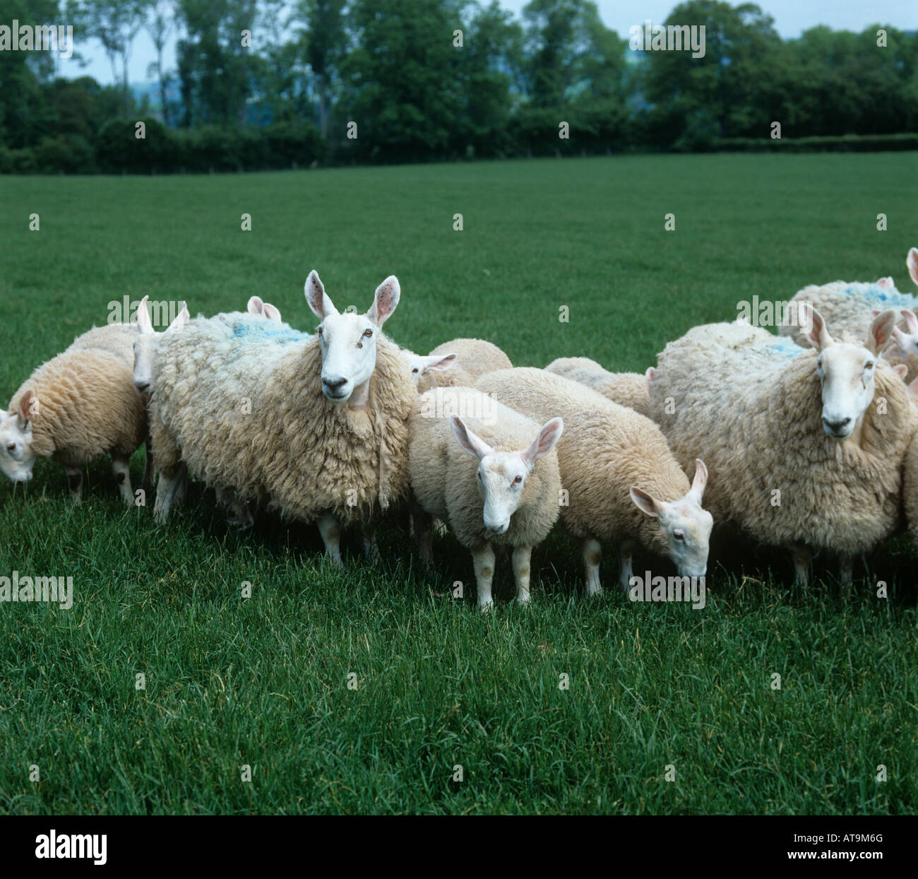 Border Leicester Schafe und Lämmer auf dem Rasen Herefordshire Stockfoto