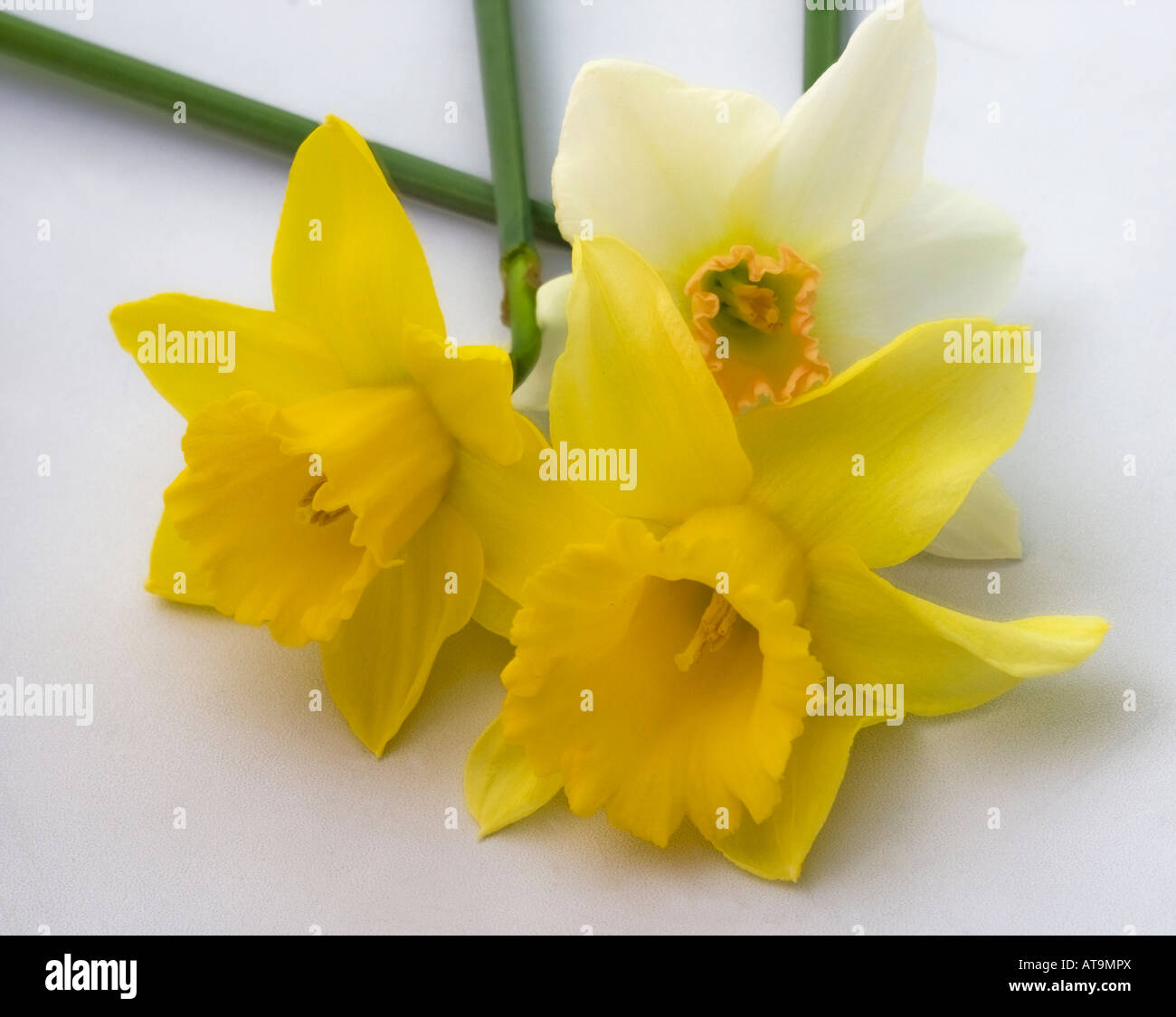 Nahaufnahme von Narzissen Blumen, Essex, England, UK Stockfoto