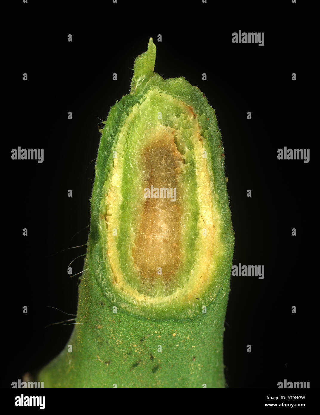 Tomaten Mark Nekrose Pseudomonas Corrugata dargestellt im Querschnitt der Tomate Stamm Stockfoto