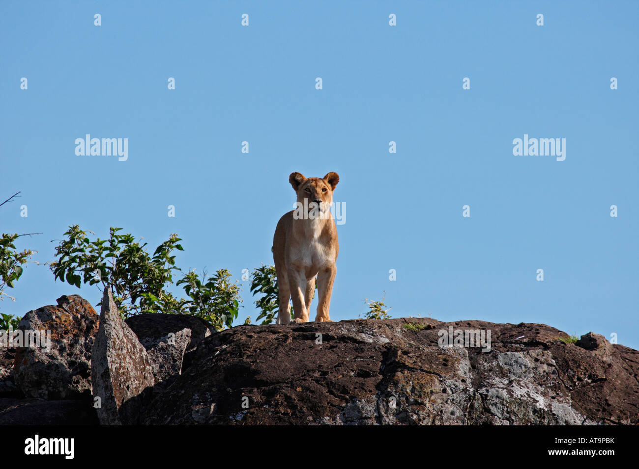 Löwin Stand am Anfang von Rock schauen Masai Mara Kenia Stockfoto