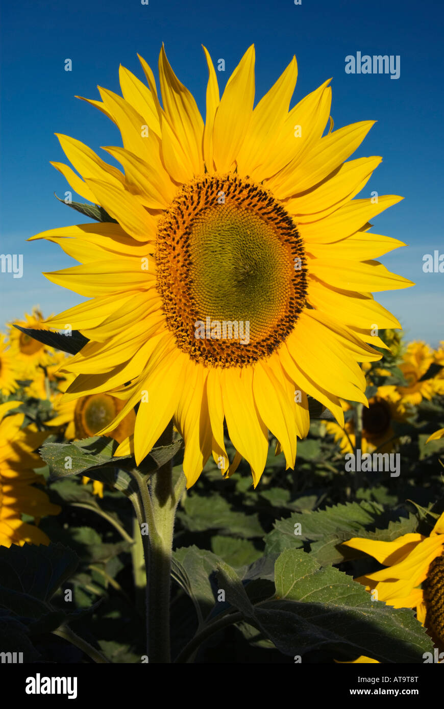 Eine Sonnenblume steht stolz der anderen in einem Feld in der Nähe von Oamaru, Neuseeland Stockfoto