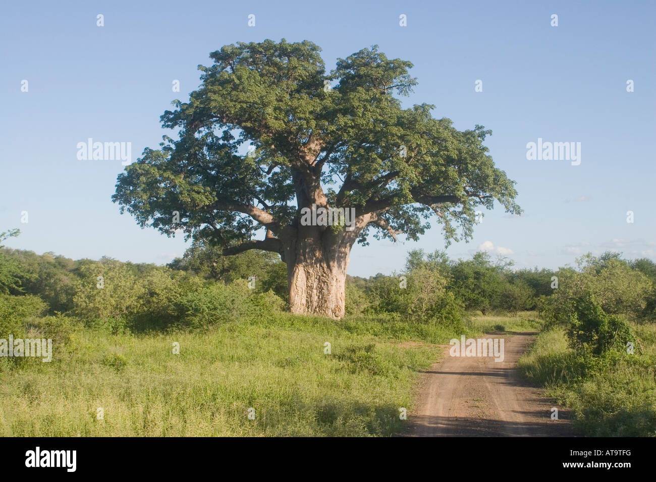 Baobab-Bäume können seit Tausenden von Jahren, als die größte Sukkulente in der Welt leben, in heißen Klimazonen gedeihen Stockfoto