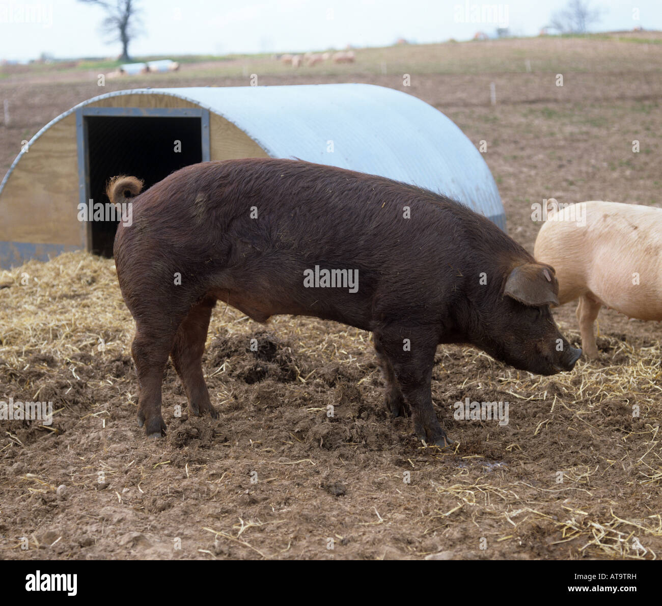 Duroc Eber Zucht im Freien von einem Schwein lade Devon Stockfoto