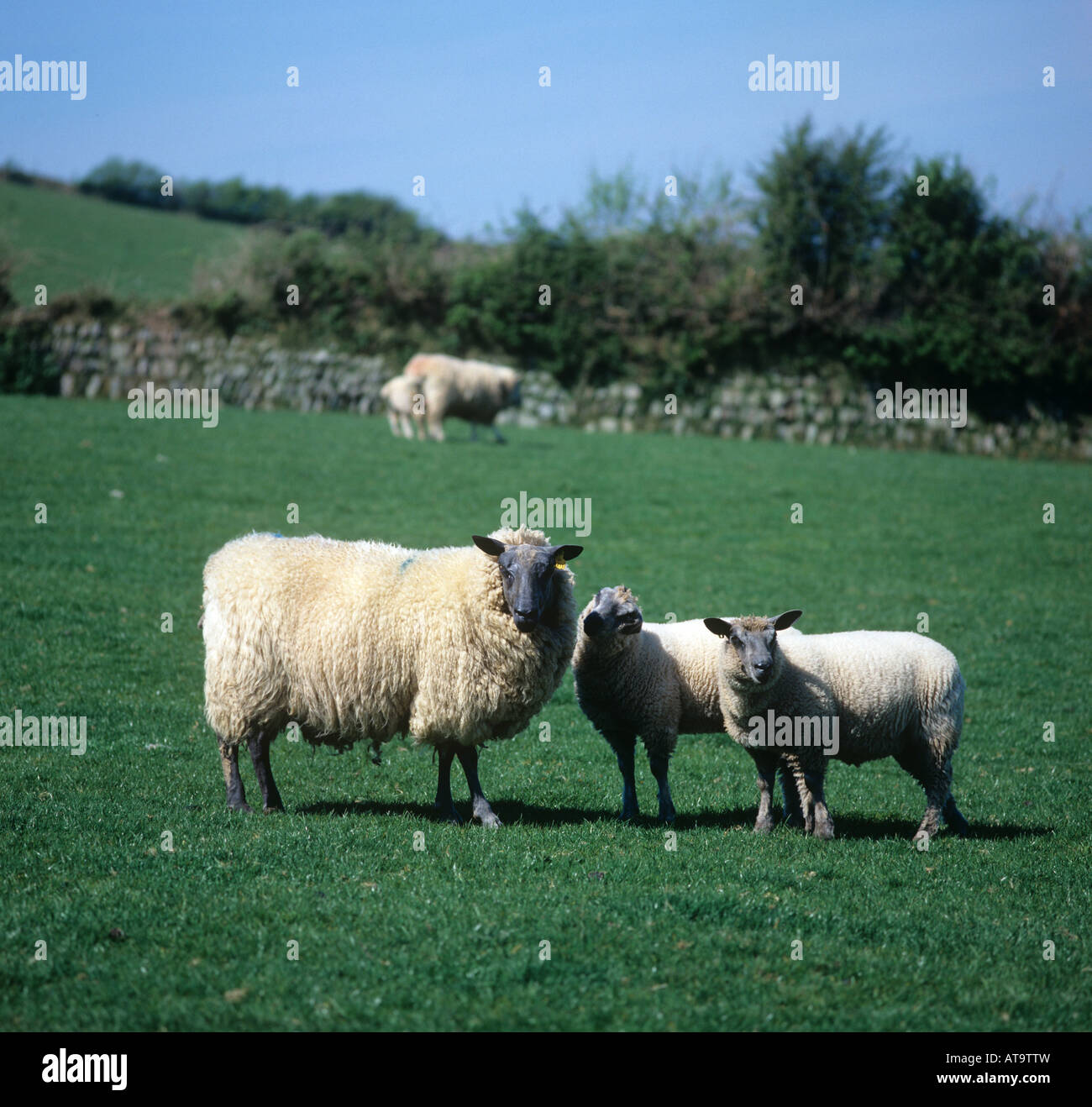 Bleu de Maine Ewe Schaf mit zwei Lämmern auf einem küstennahen Hügel Weide North Devon Stockfoto