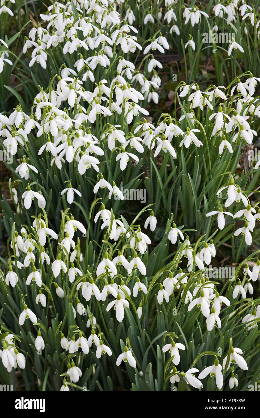 Schneeglöckchen Stockfoto