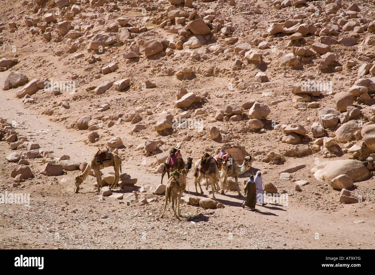Sinai Wüste Ägypten Nordafrika Februar zwei Beduinen Männer ihren Kamelen entlang einer gut ausgeschilderte Strecke führt Stockfoto