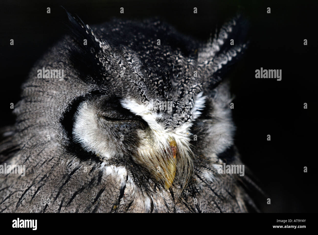 Weißen konfrontiert Zwergohreule Eule (Ptilopsis Granti) Stockfoto