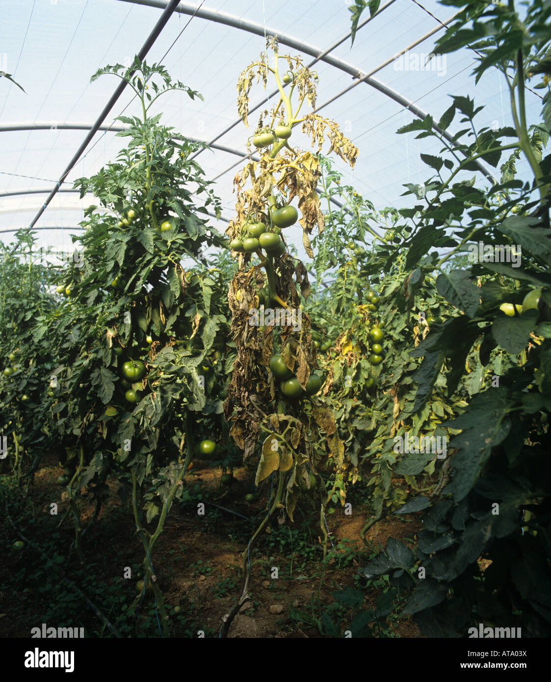 Basalen Fäulnis Fusarium Oxysporum f sp Lycopersici Infektion auf Tomaten in einem Polyethylen-Haus-Portugal Stockfoto