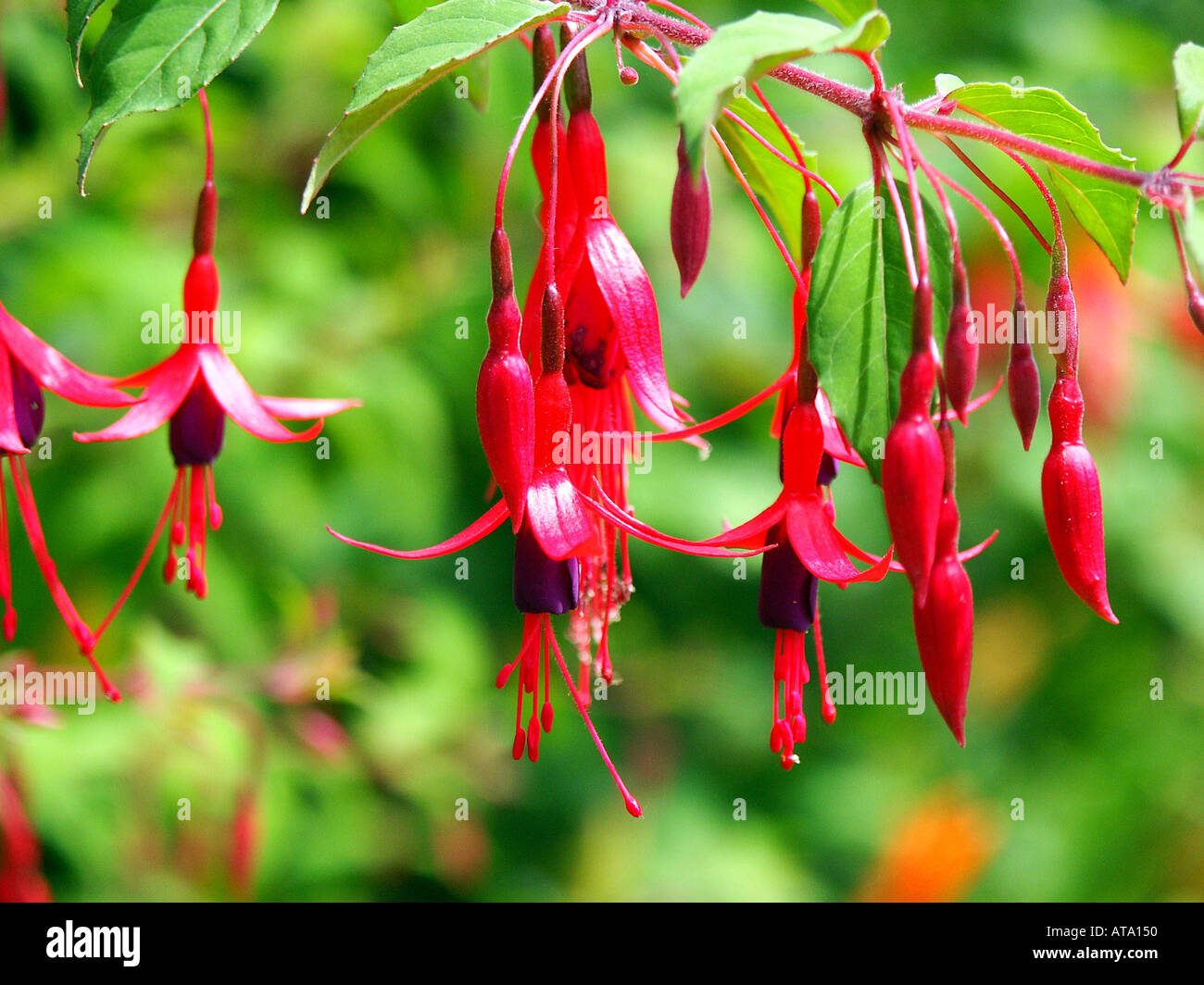 Roter Busch Fuchsia Stockfoto