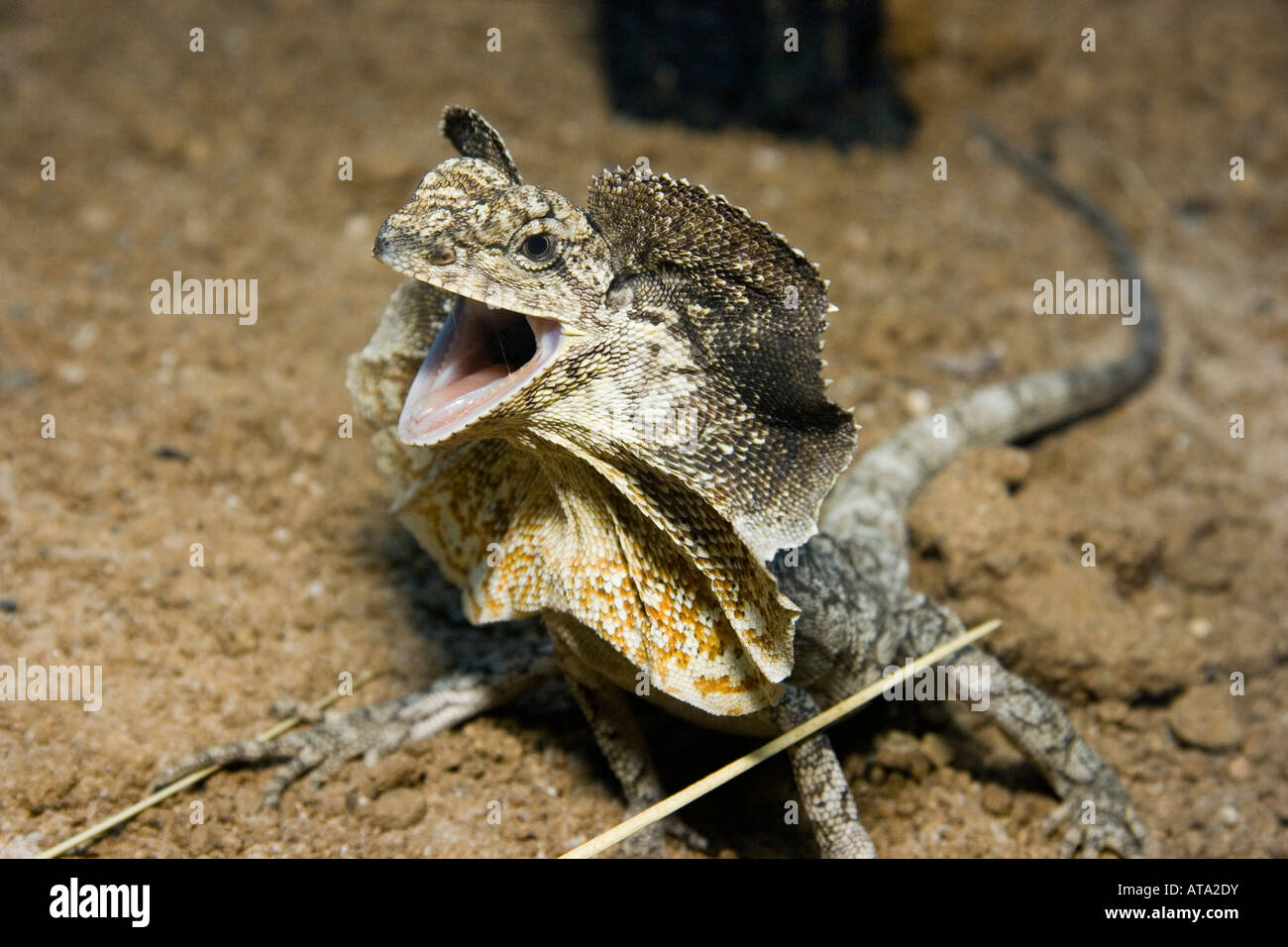 Die Bedrohung durch Anzeige der gewundene Eidechse, Chlamydosaurus Kingii, Australien. Stockfoto